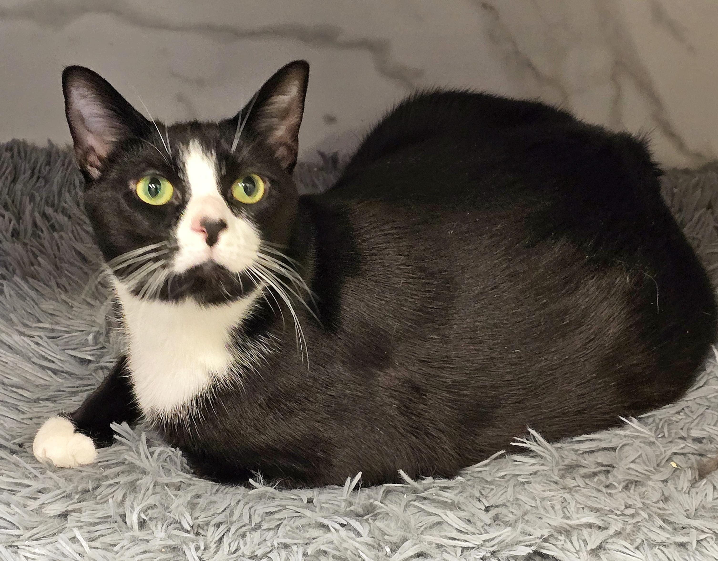 Enlarge 4-399 Dyno, a Adoptable Domestic Short Hair in Amityville, NY image 2/6