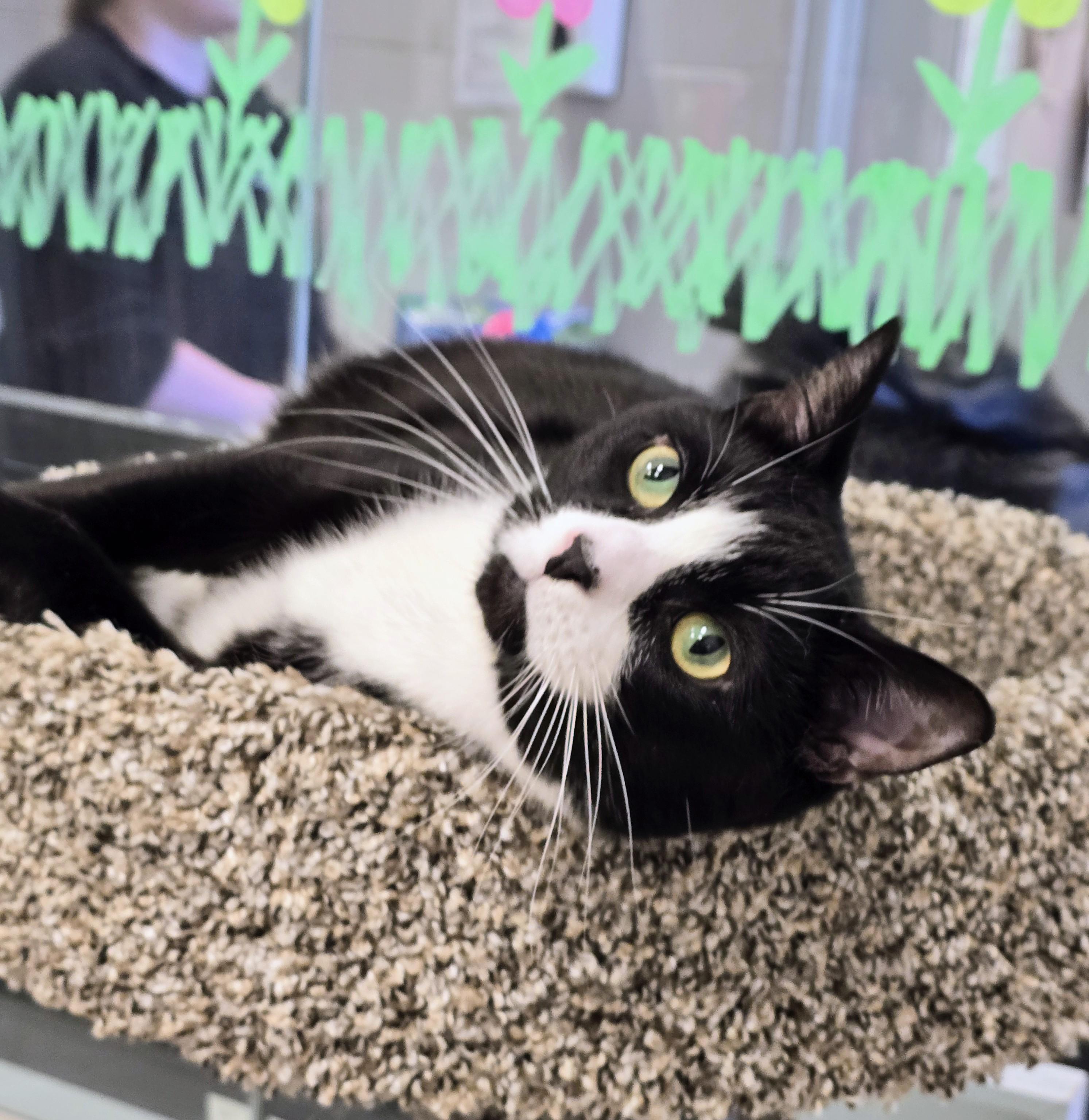 Enlarge 4-399 Dyno, a Adoptable Domestic Short Hair in Amityville, NY image 6/6
