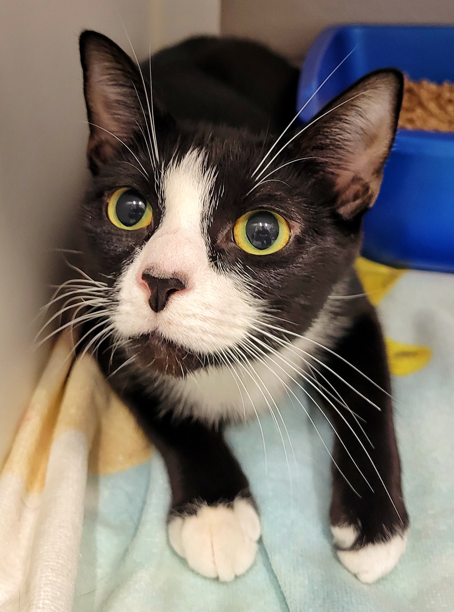 Enlarge 4-399 Dyno, a Adoptable Domestic Short Hair in Amityville, NY image 5/6