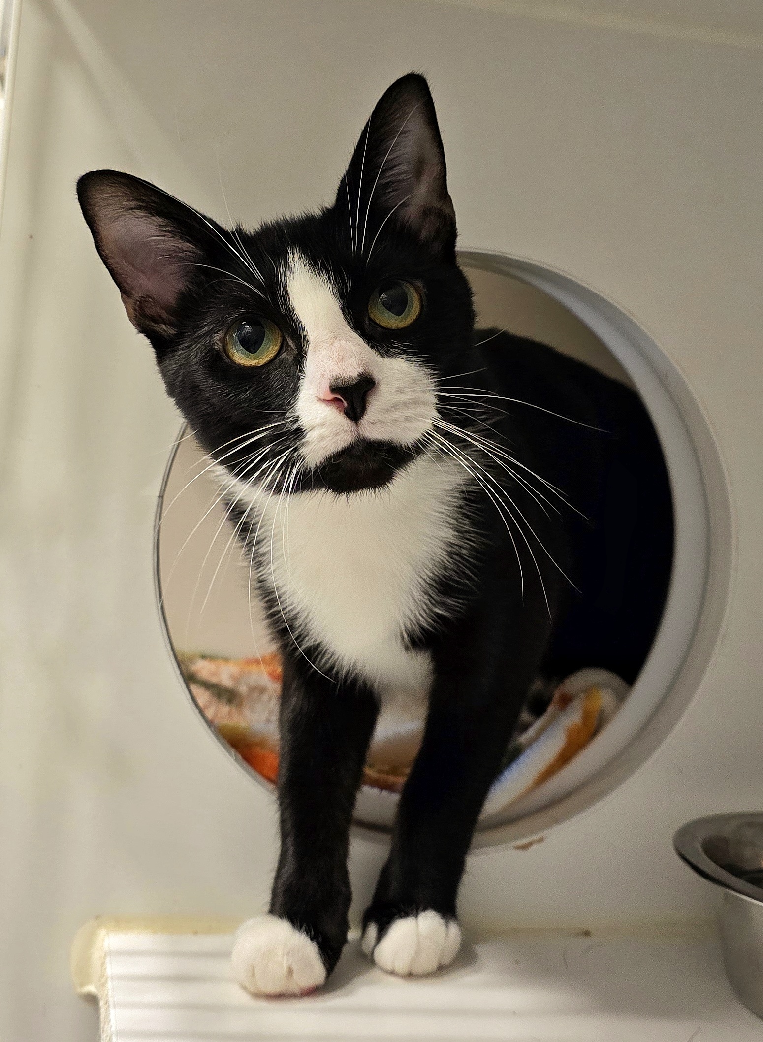 Enlarge 4-399 Dyno, a Adoptable Domestic Short Hair in Amityville, NY image 1/6
