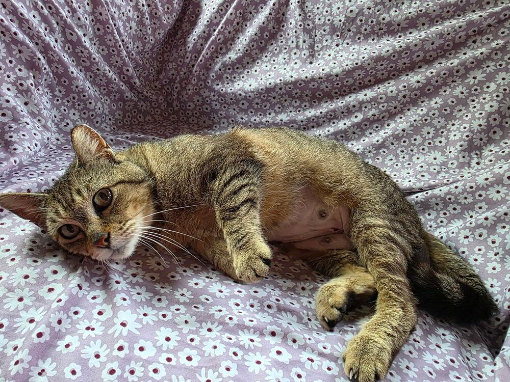 Maple, Adoptable, Adult Female Domestic Short Hair.