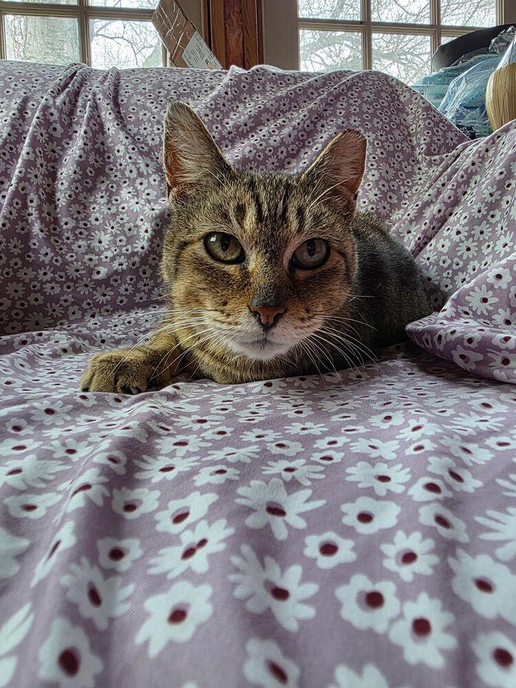 Enlarge Maple, a Adoptable Domestic Short Hair in Ferndale, MI image 2/2