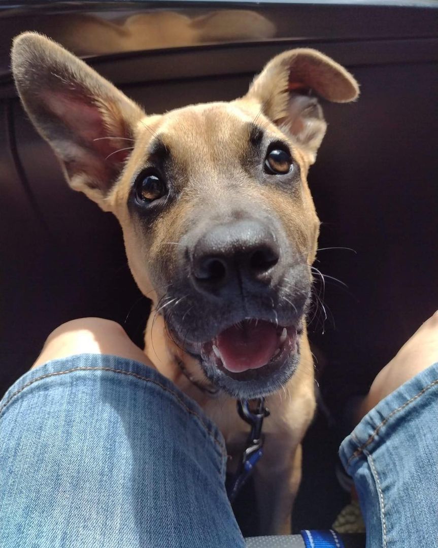 Enlarge Titan, a Adoptable mixed breed in Sudbury, MA image 8/10