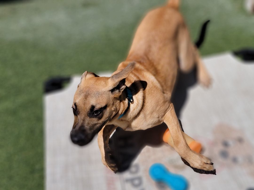 Enlarge Titan, a Adoptable mixed breed in Sudbury, MA image 9/10
