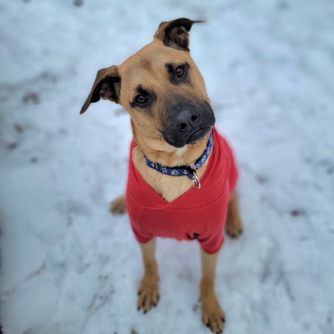Enlarge Titan, a Adoptable mixed breed in Sudbury, MA image 1/10