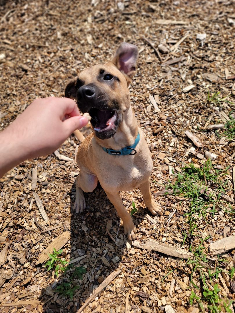 Enlarge Titan, a Adoptable mixed breed in Sudbury, MA image 10/10