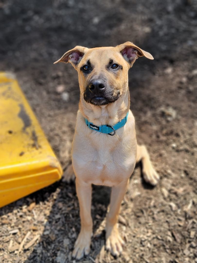 Enlarge Titan, a Adoptable mixed breed in Sudbury, MA image 7/10