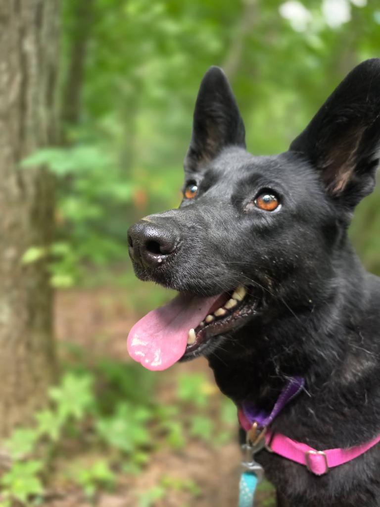 Yukon *Sponsored adoption, Adoptable, Adult Female Shepherd.