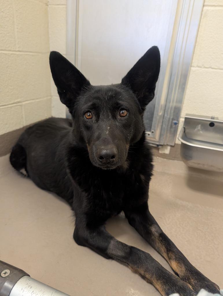 Enlarge Yukon, a Adoptable Shepherd in Christiansburg, VA image 1/2