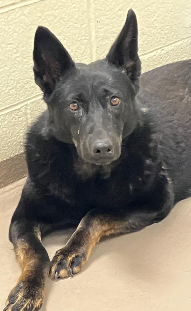 Enlarge Yukon, a Adoptable Shepherd in Christiansburg, VA image 2/3