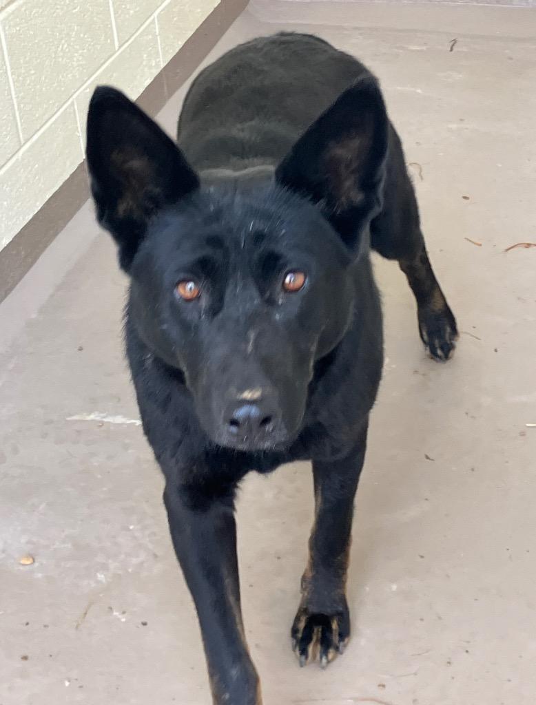 Yukon, Adoptable, Adult Female Shepherd.