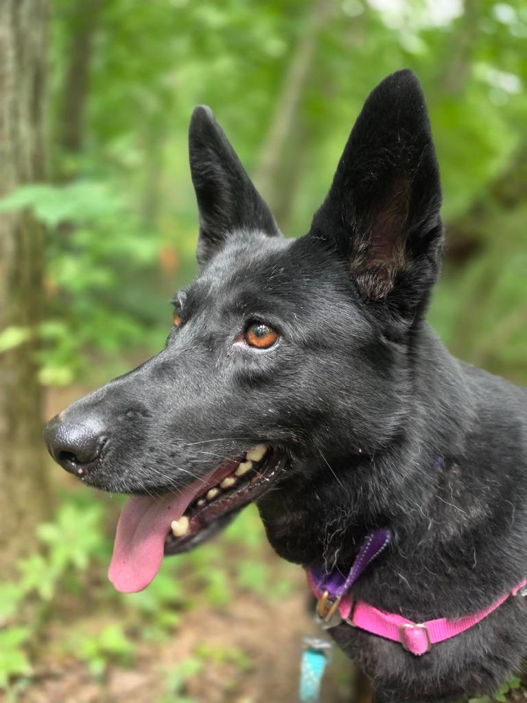 Yukon *Sponsored adoption, a Adoptable Shepherd in Christiansburg, VA image 5/6