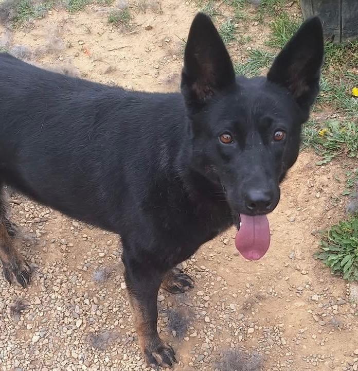 Yukon *Sponsored adoption, a Adoptable Shepherd in Christiansburg, VA image 4/4