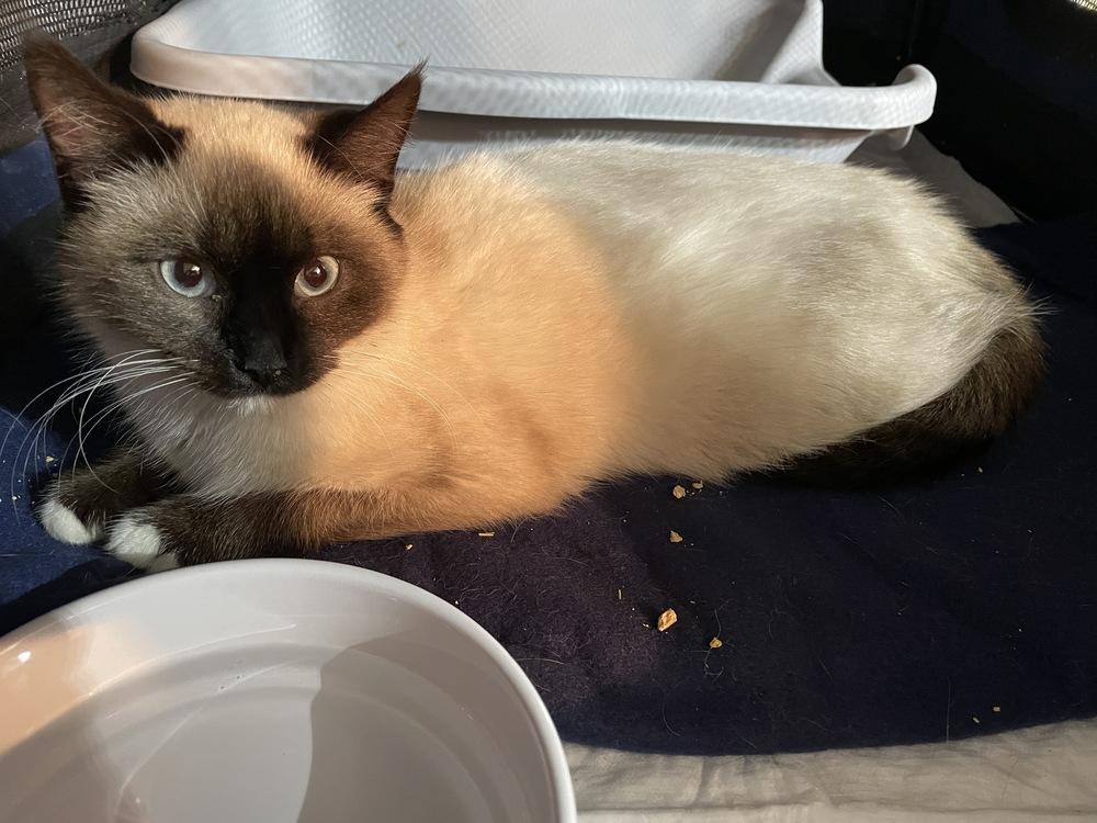 Enlarge Squeaker, a Adopted mixed breed in Olyphant, PA image 1/5