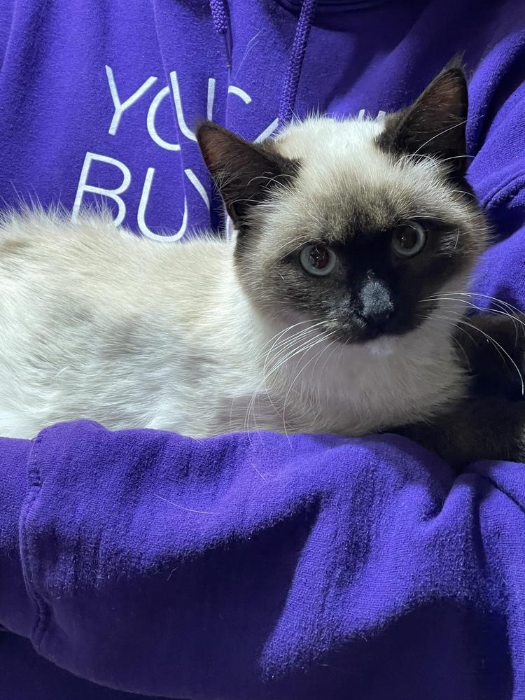 Enlarge Squeaker, a Adopted mixed breed in Olyphant, PA image 2/5