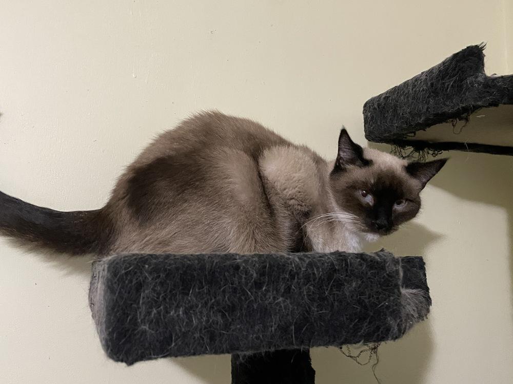 Enlarge Squeaker, a Adopted mixed breed in Olyphant, PA image 3/5