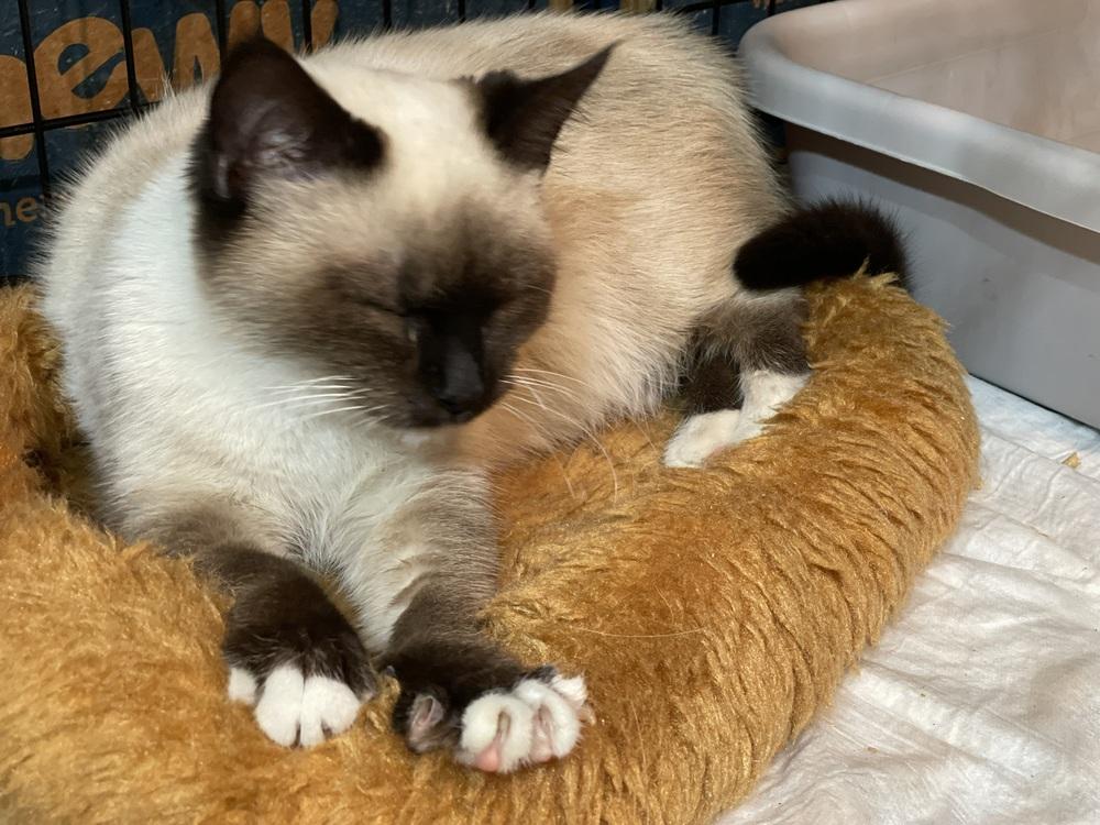 Enlarge Squeaker, a Adopted mixed breed in Olyphant, PA image 4/5