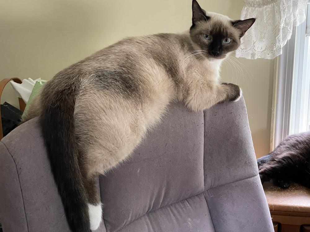 Enlarge Squeaker, a Adopted mixed breed in Olyphant, PA image 5/5