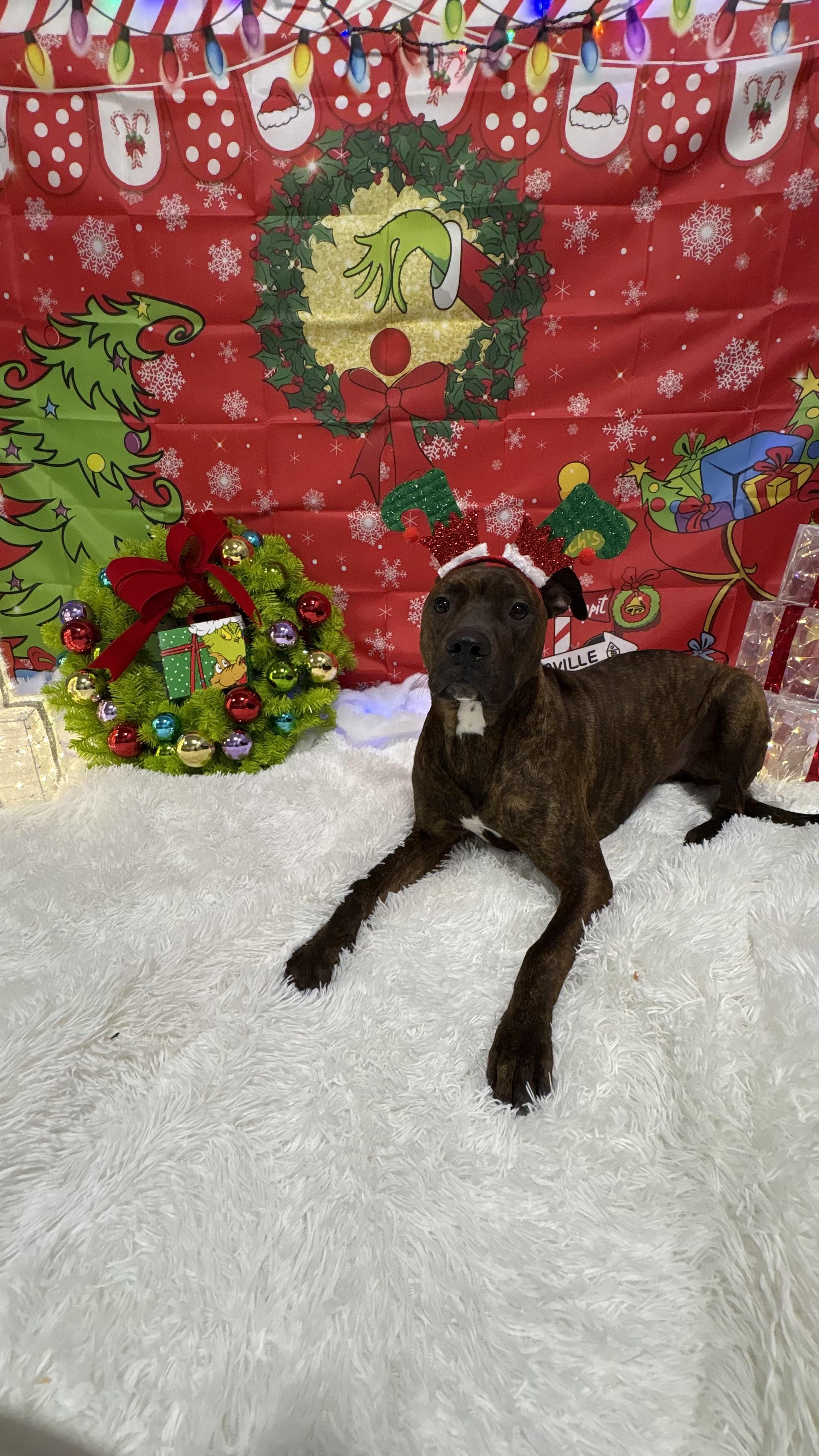 Chase, a ADOPTABLE mixed breed in Cincinnati, OH image 1/3