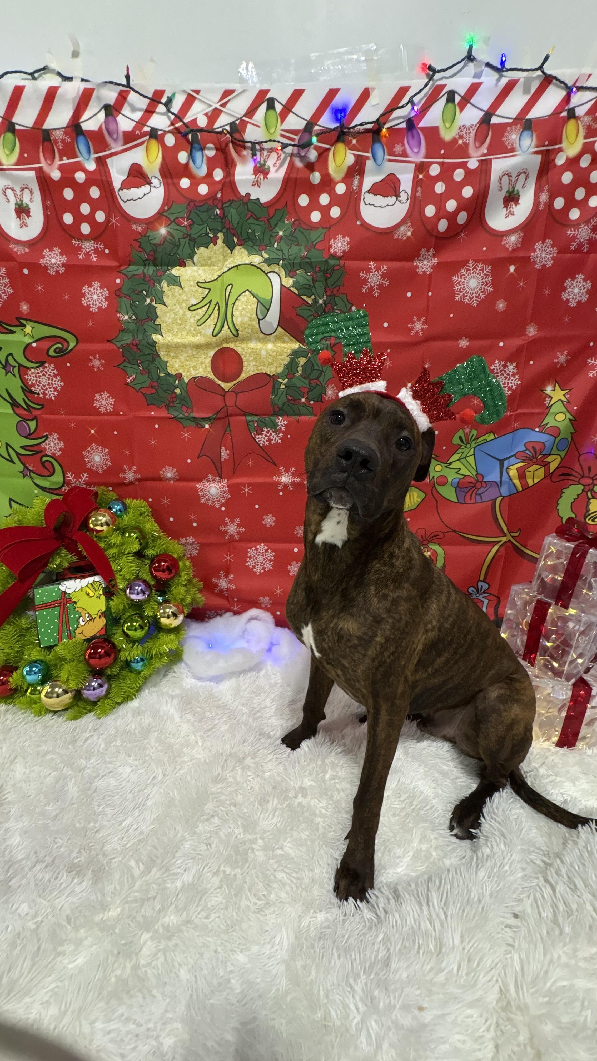 Chase, a ADOPTABLE mixed breed in Cincinnati, OH image 2/3