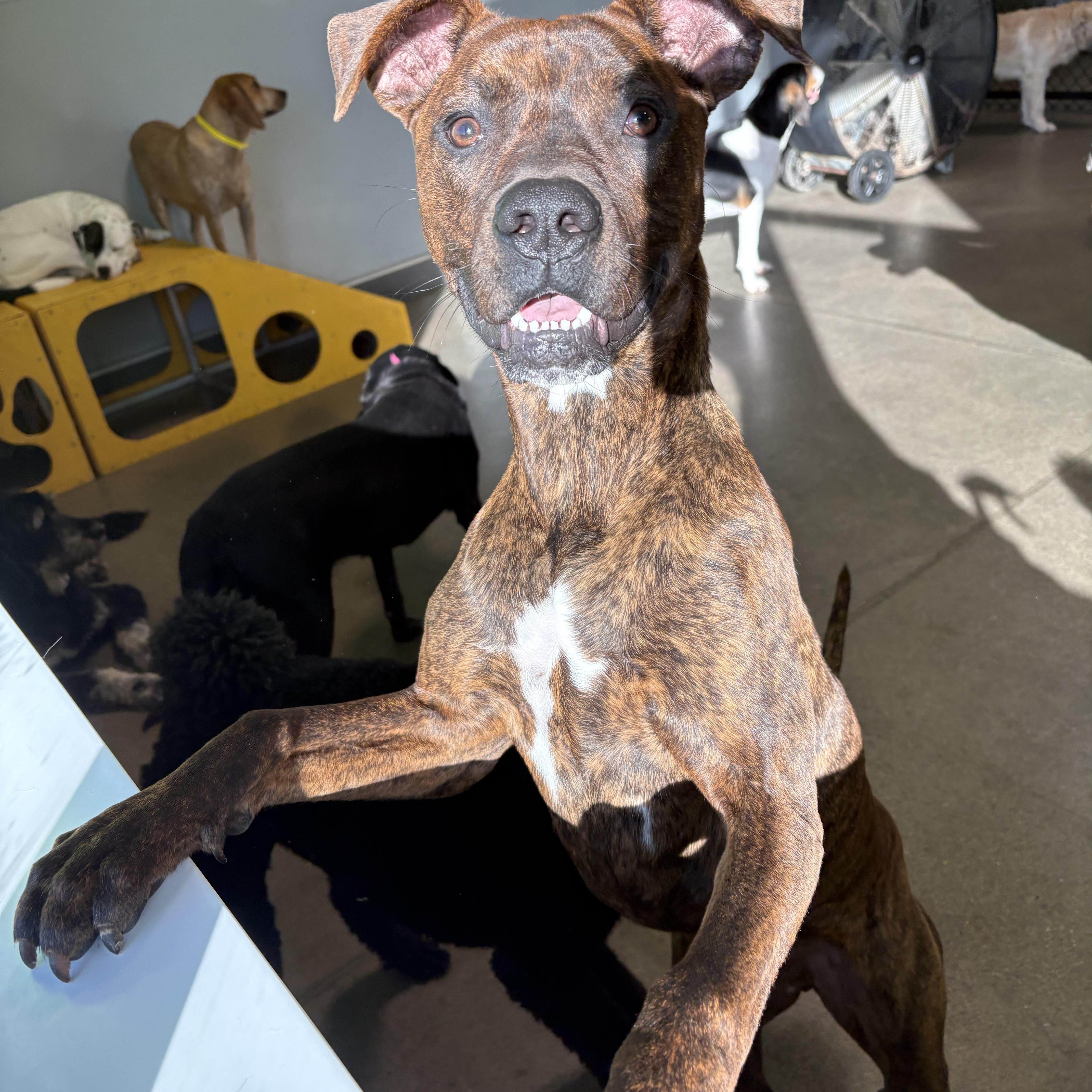 Chase, a ADOPTABLE mixed breed in Cincinnati, OH image 3/3