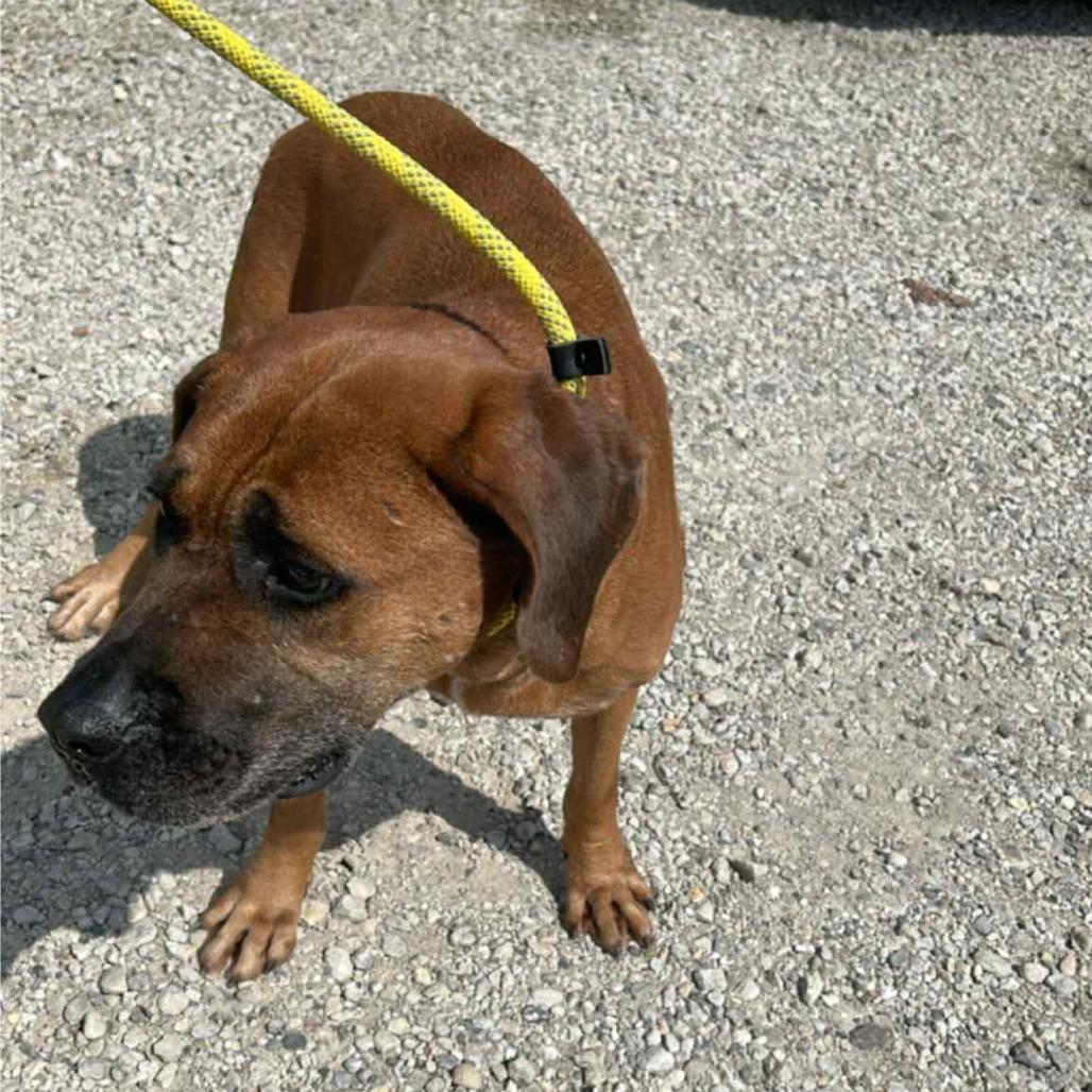 Enlarge Ashley, a Adoptable mixed breed in Northbrook, IL image 1/2