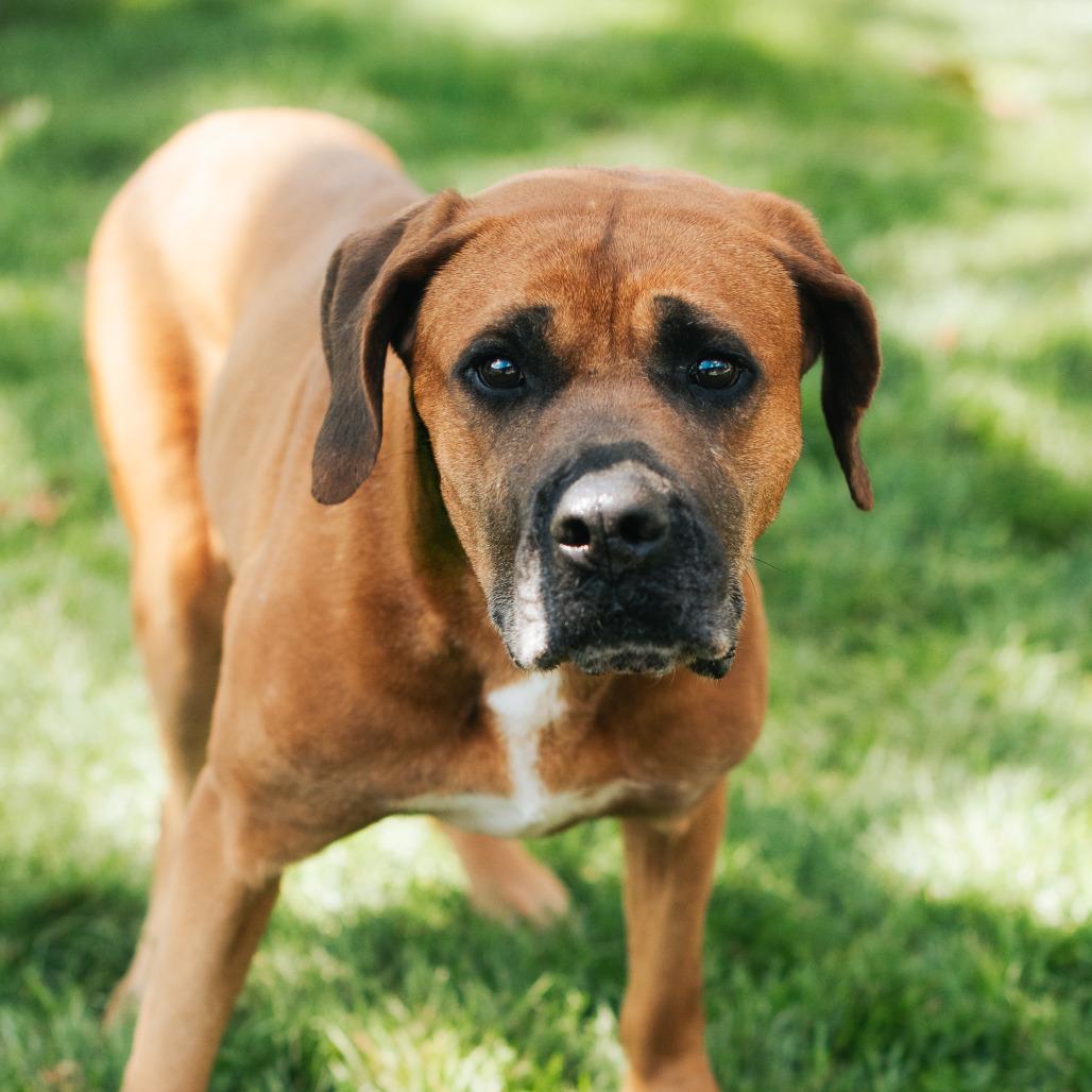 Enlarge Ashley, a Adoptable mixed breed in Northbrook, IL image 2/2