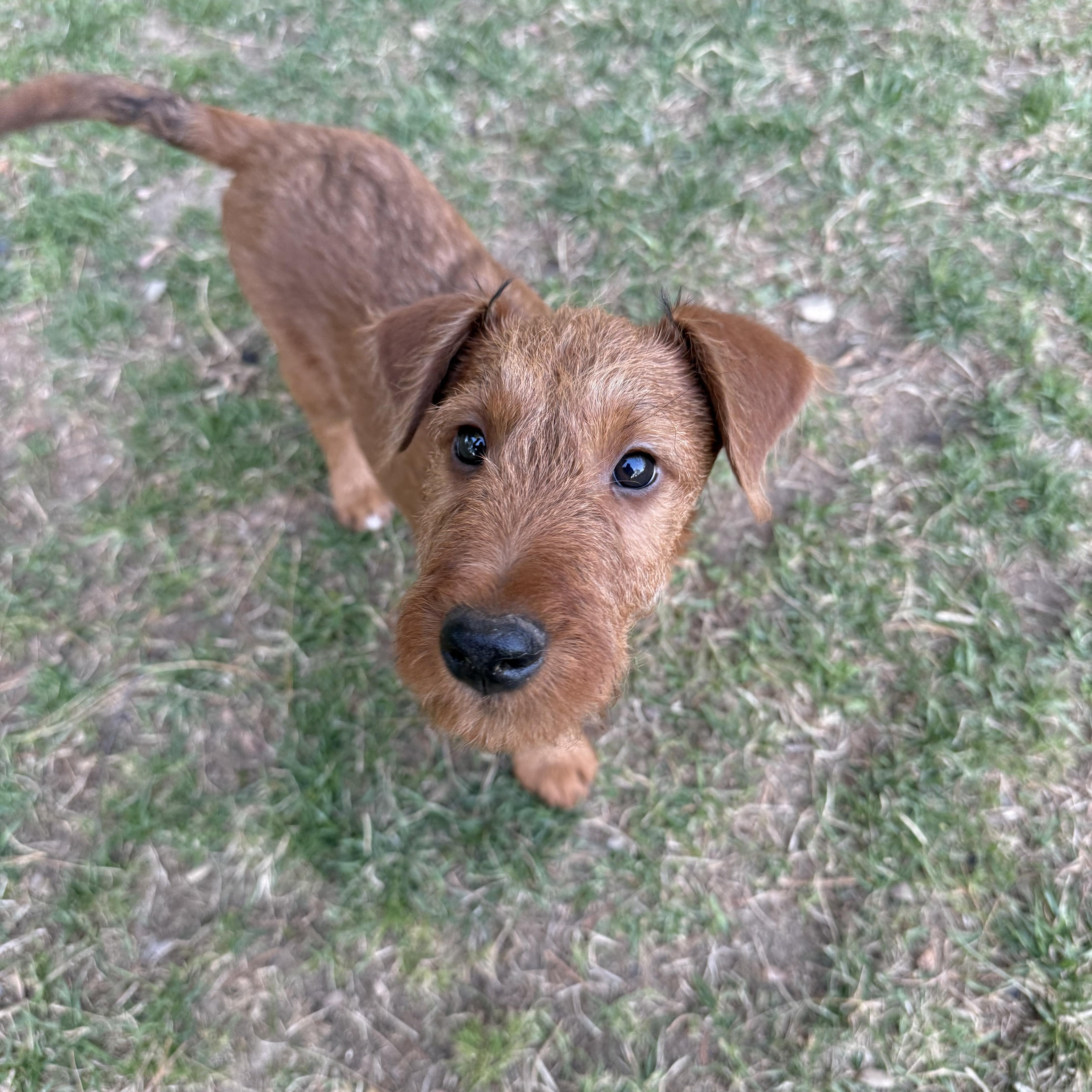 Enlarge Liam, a ADOPTABLE Irish Terrier in Delmar, NY image 2/3