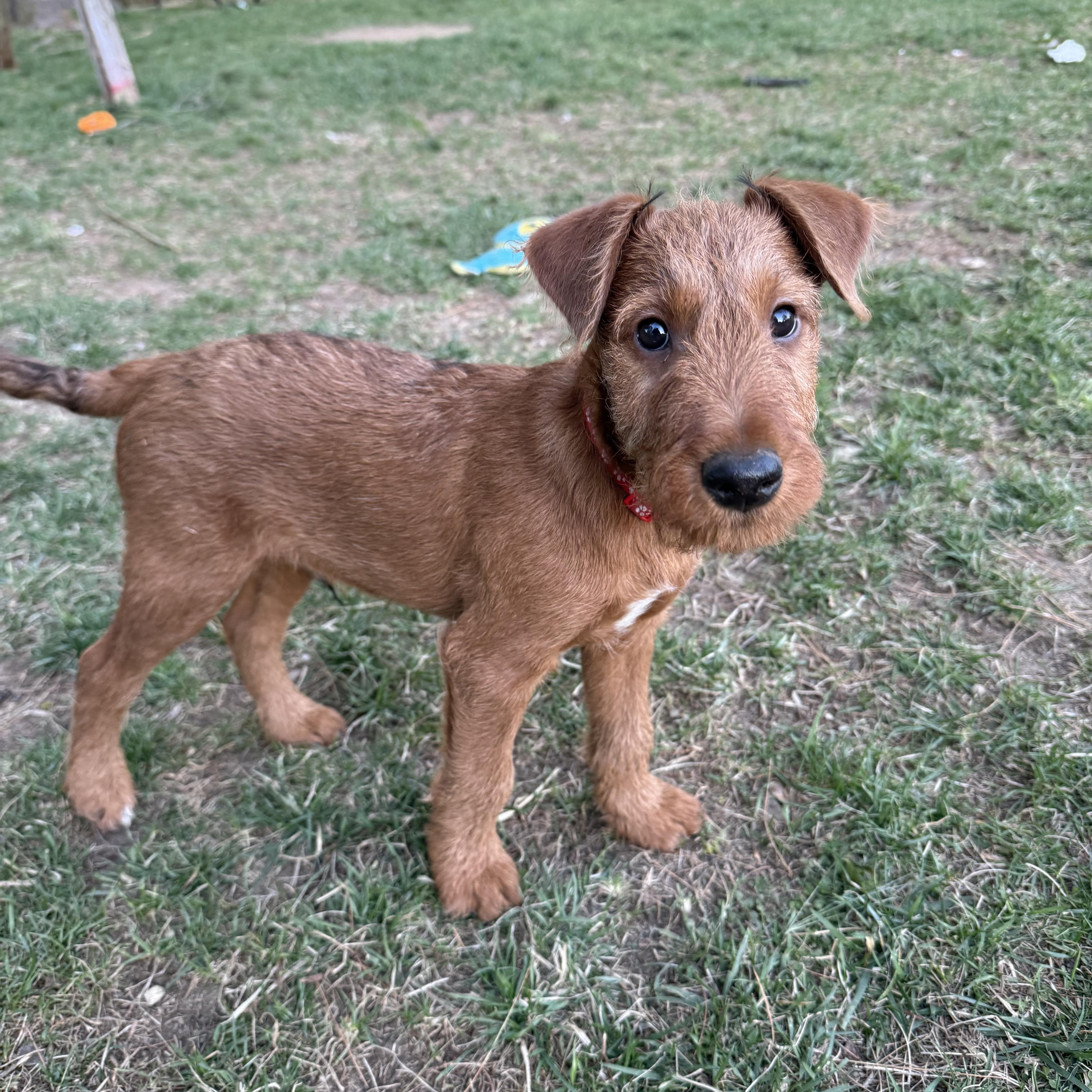 Enlarge Liam, a ADOPTABLE Irish Terrier in Delmar, NY image 1/3