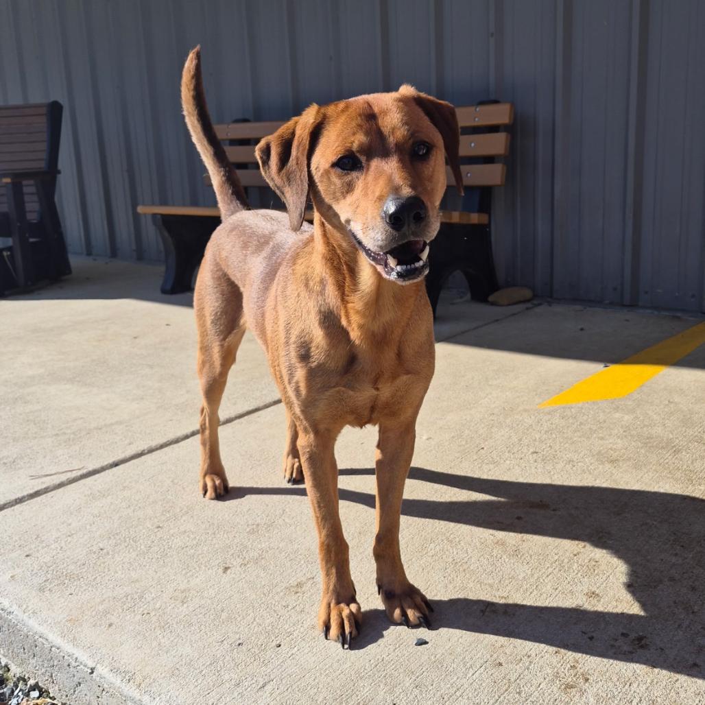 Enlarge Echo, a Adoptable Mixed Breed in Mount Gilead, NC image 1/3