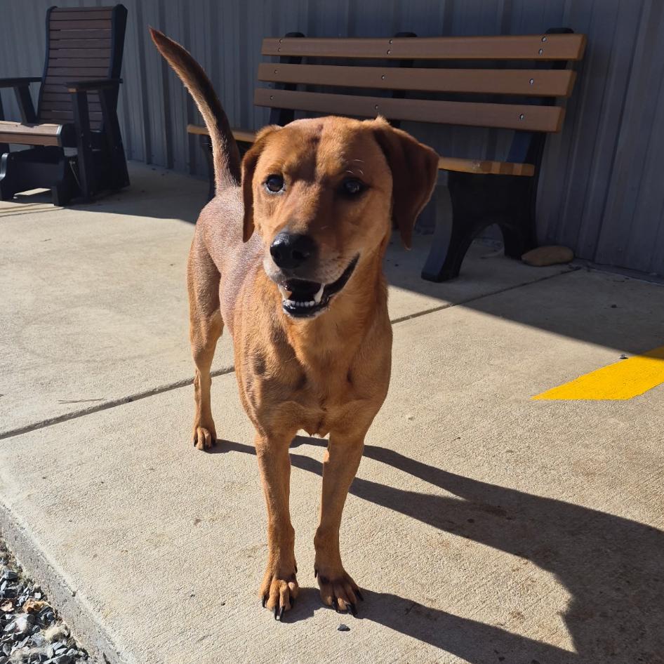 Enlarge Echo, a Adoptable Mixed Breed in Mount Gilead, NC image 2/3