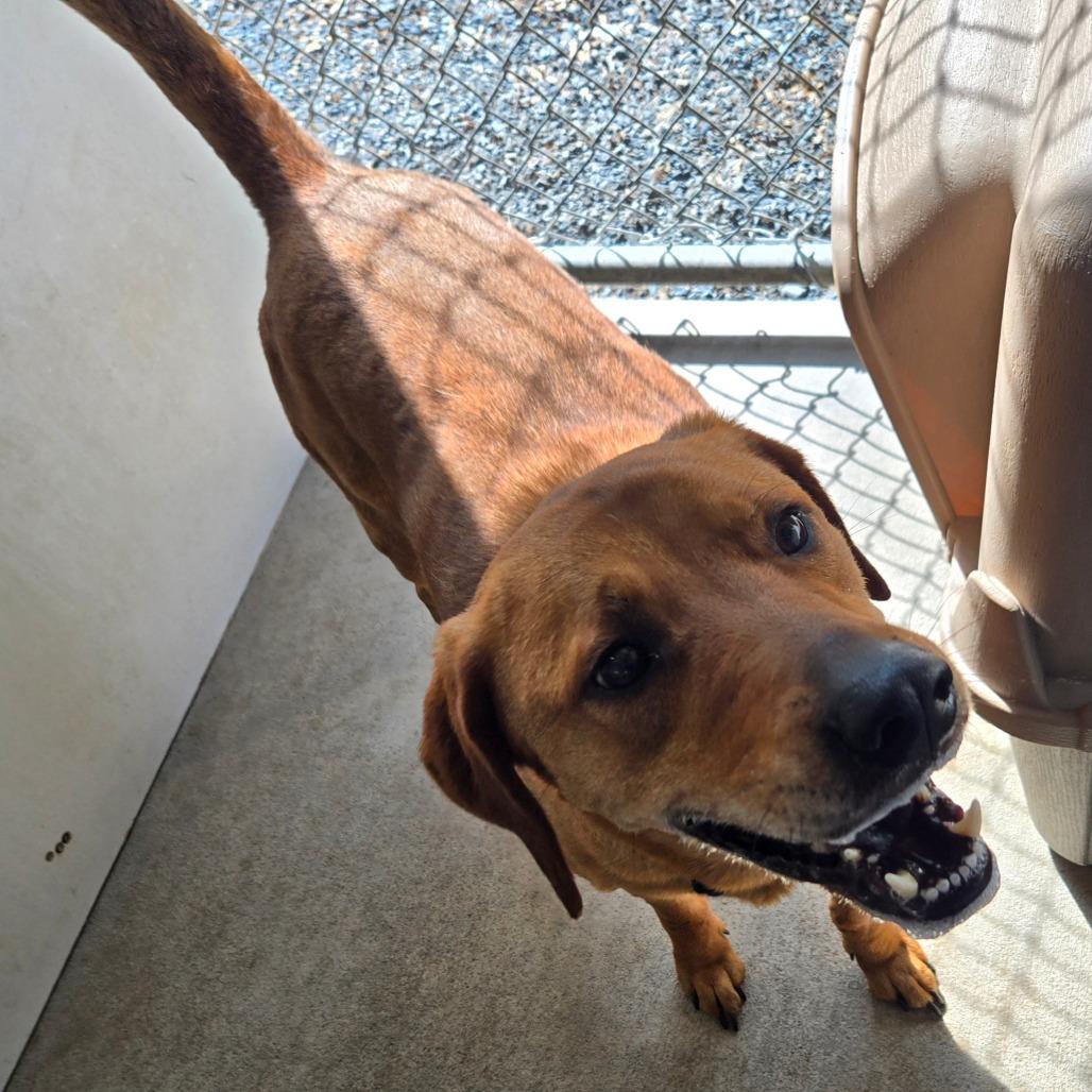 Enlarge Echo, a Adoptable Mixed Breed in Mount Gilead, NC image 3/3
