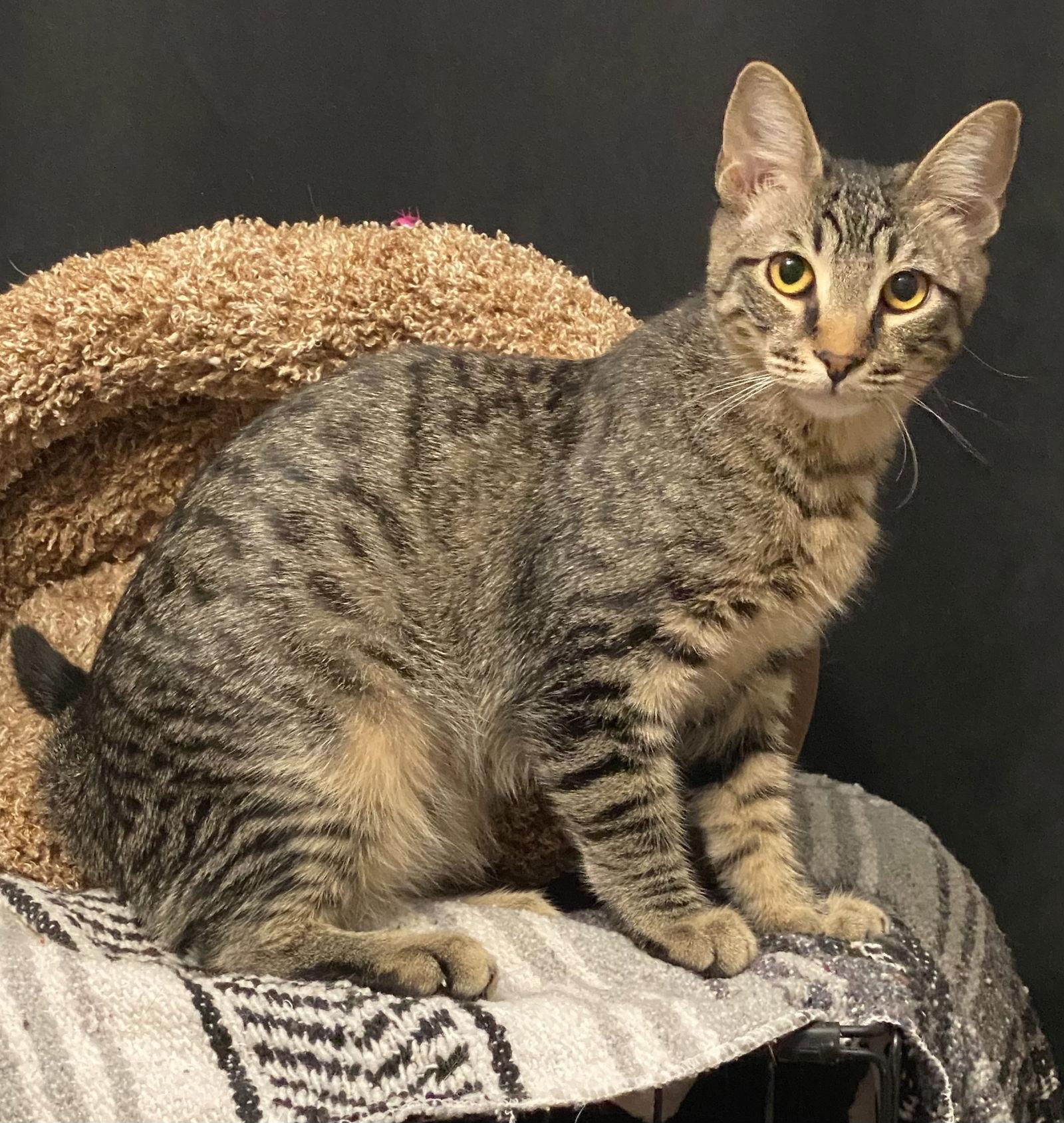 Koda aka Brownie, Adoptable, Young Male Domestic Short Hair.