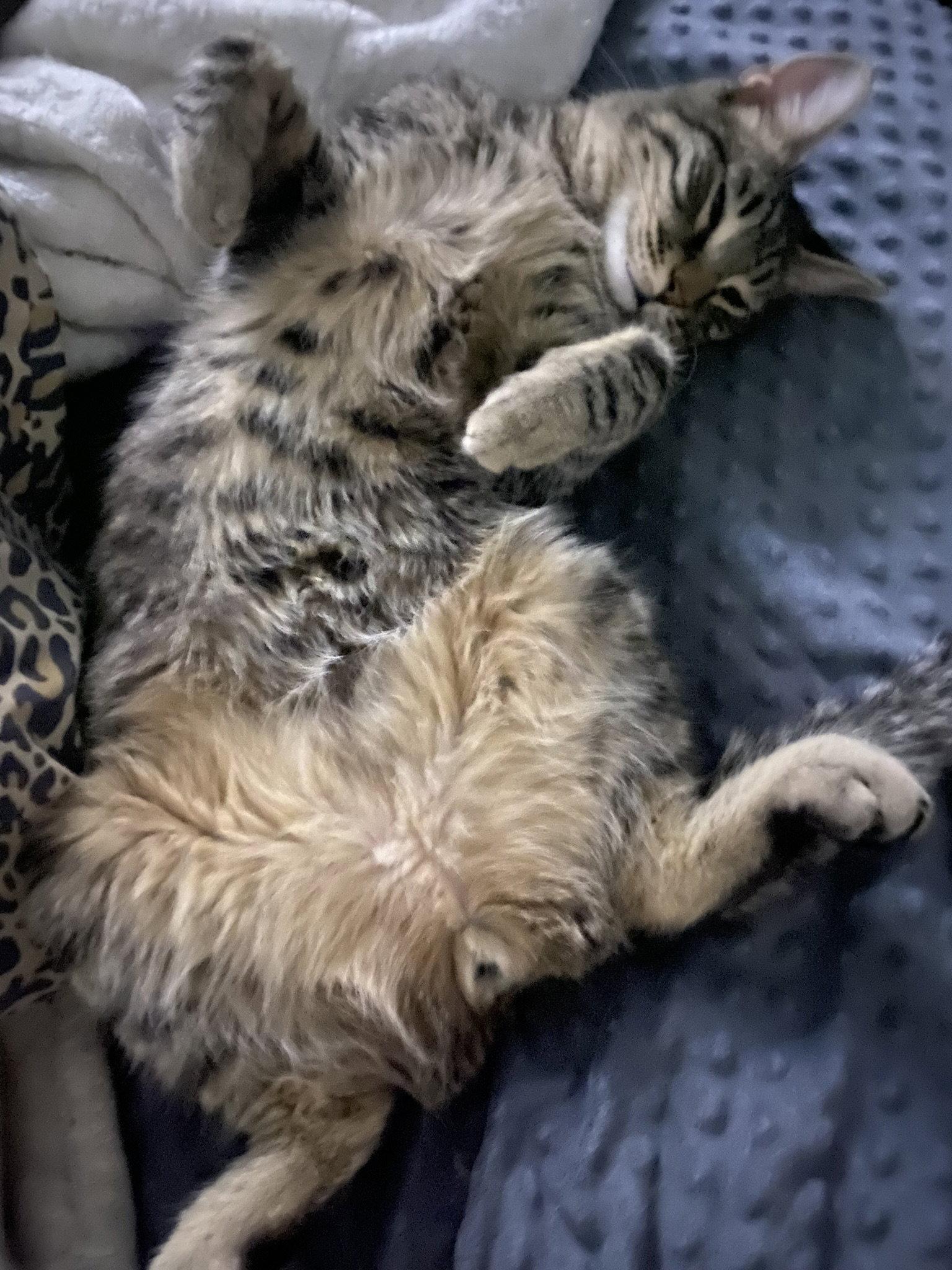 Enlarge Koda aka Brownie, a Adoptable Domestic Short Hair in Phoenix, AZ image 2/3