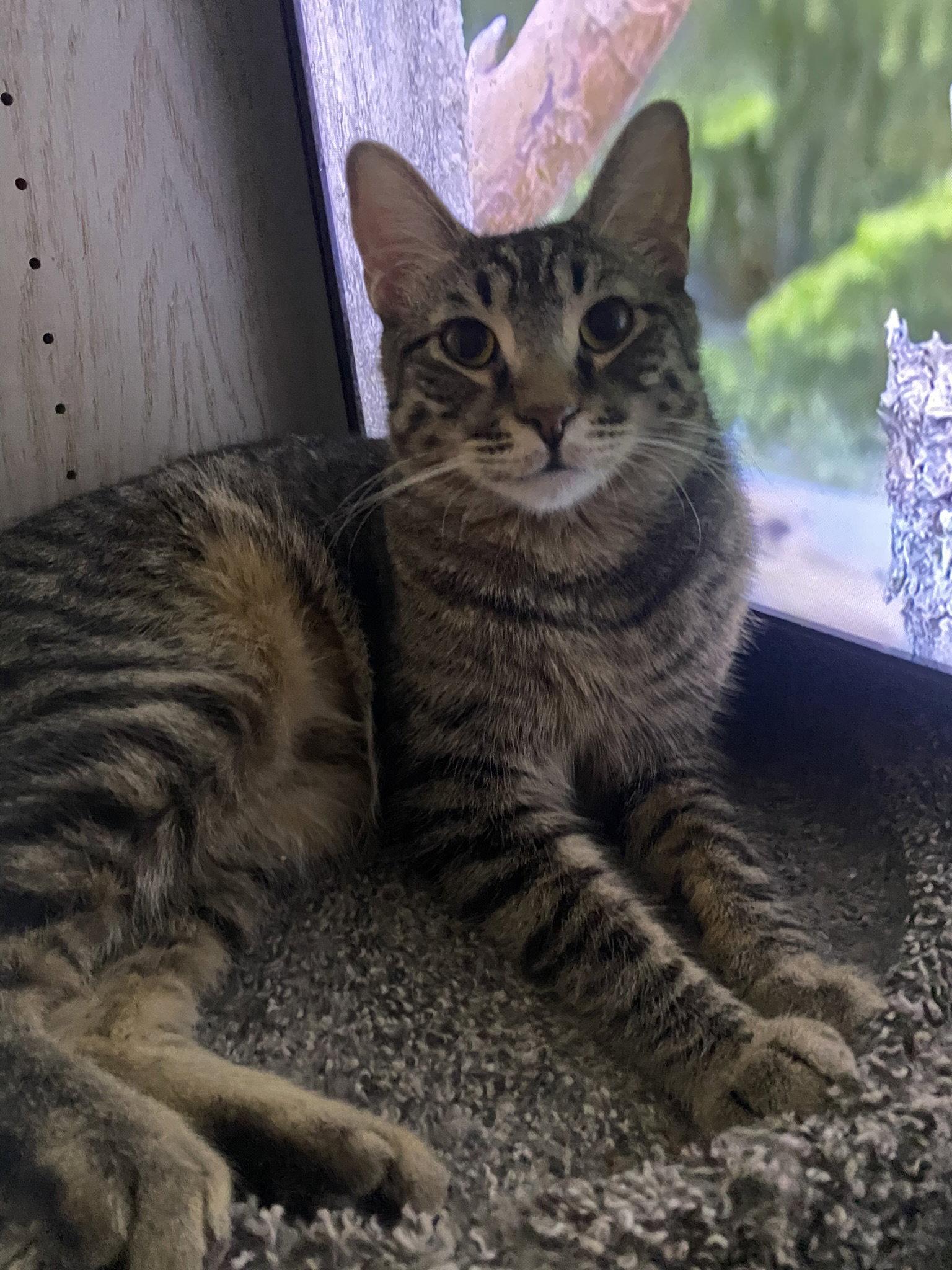 Enlarge Koda aka Brownie, a Adoptable Domestic Short Hair in Phoenix, AZ image 3/3