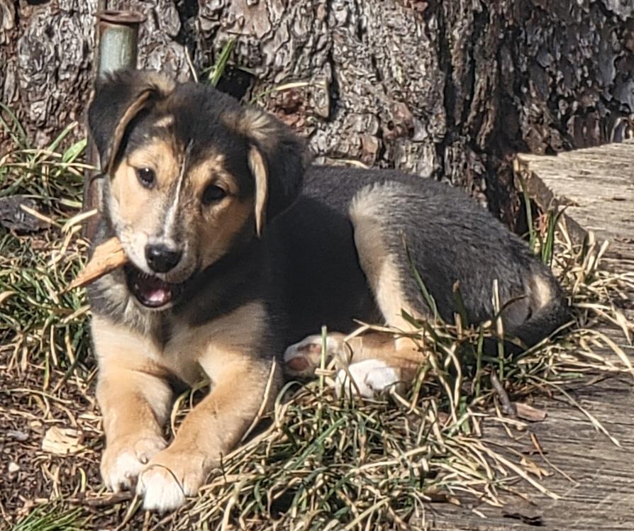 Fritzie, a ADOPTABLE mixed breed in Prince Frederick, MD image 3/5