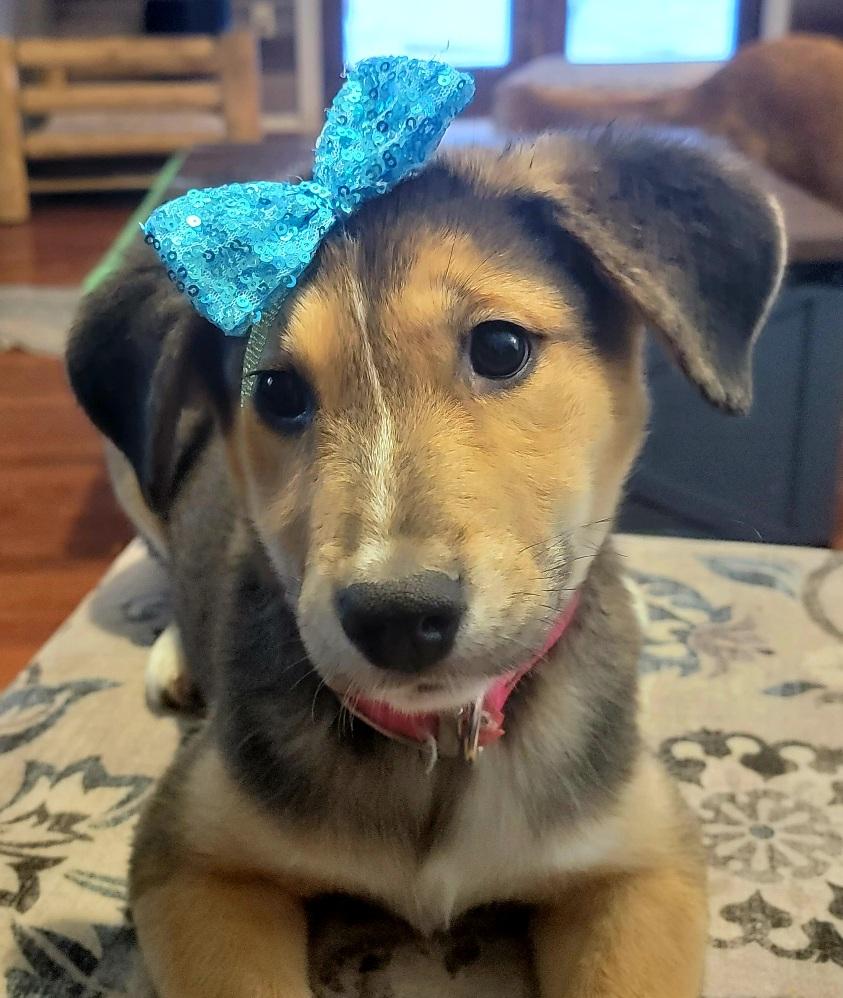 Fritzie, a ADOPTABLE mixed breed in Prince Frederick, MD image 1/5