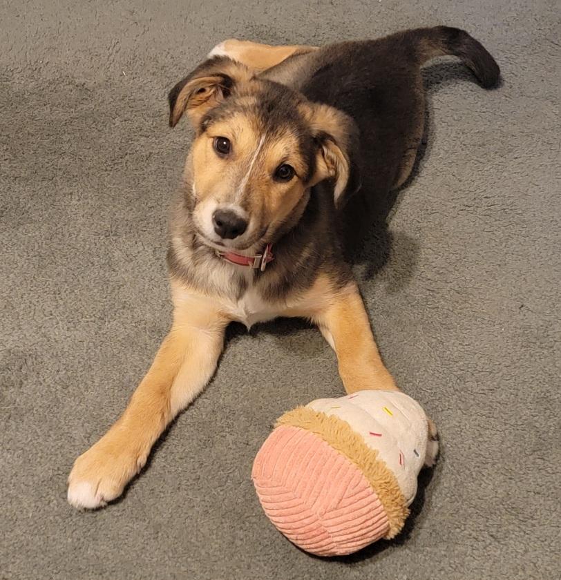 Enlarge Fritzie, a ADOPTABLE mixed breed in Prince Frederick, MD image 1/5