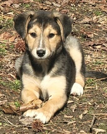 Fritzie, a ADOPTABLE mixed breed in Prince Frederick, MD image 2/5