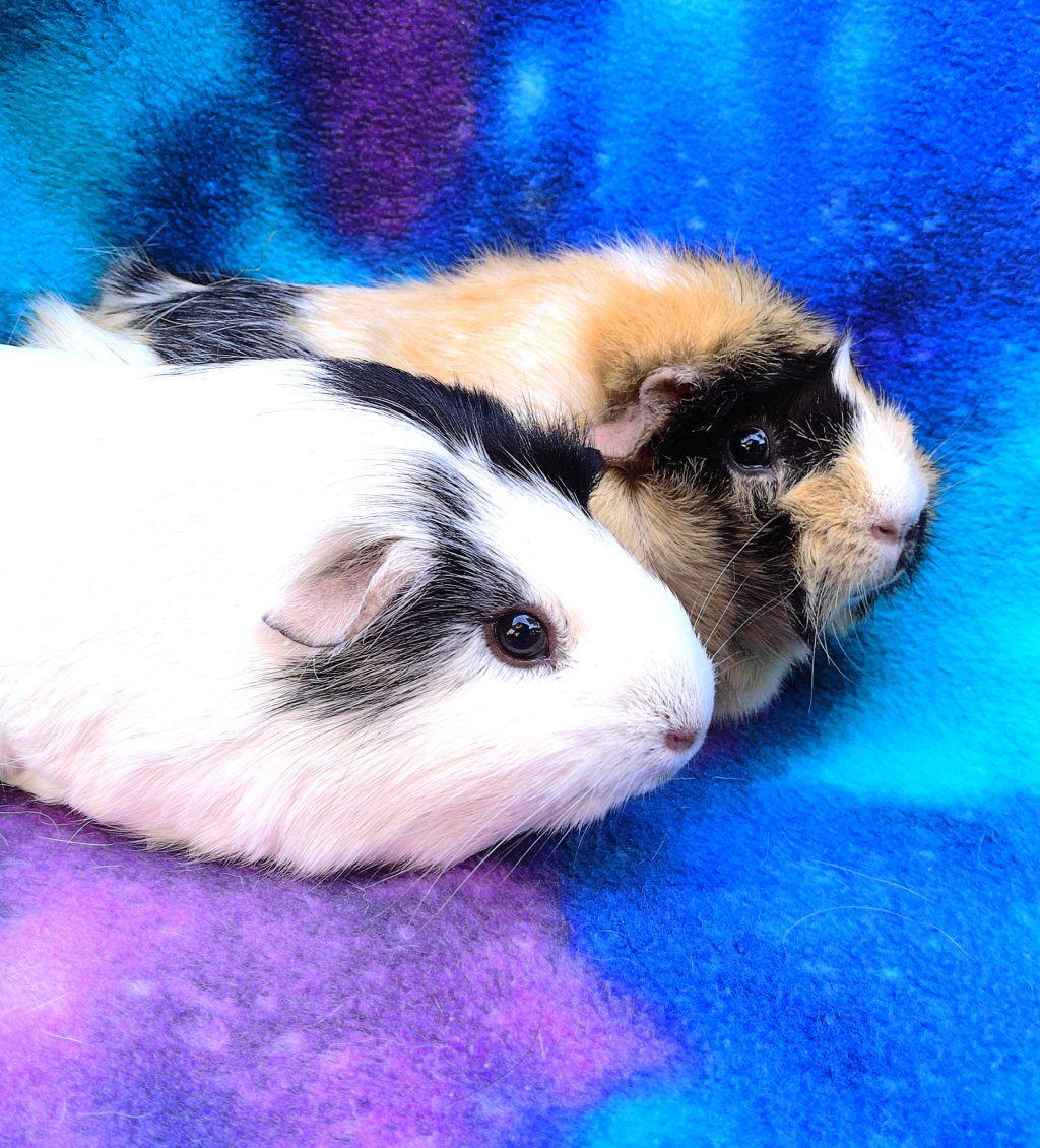 Enlarge Lorena/Miley, an adopted mixed breed in Goleta, CA image 1/2