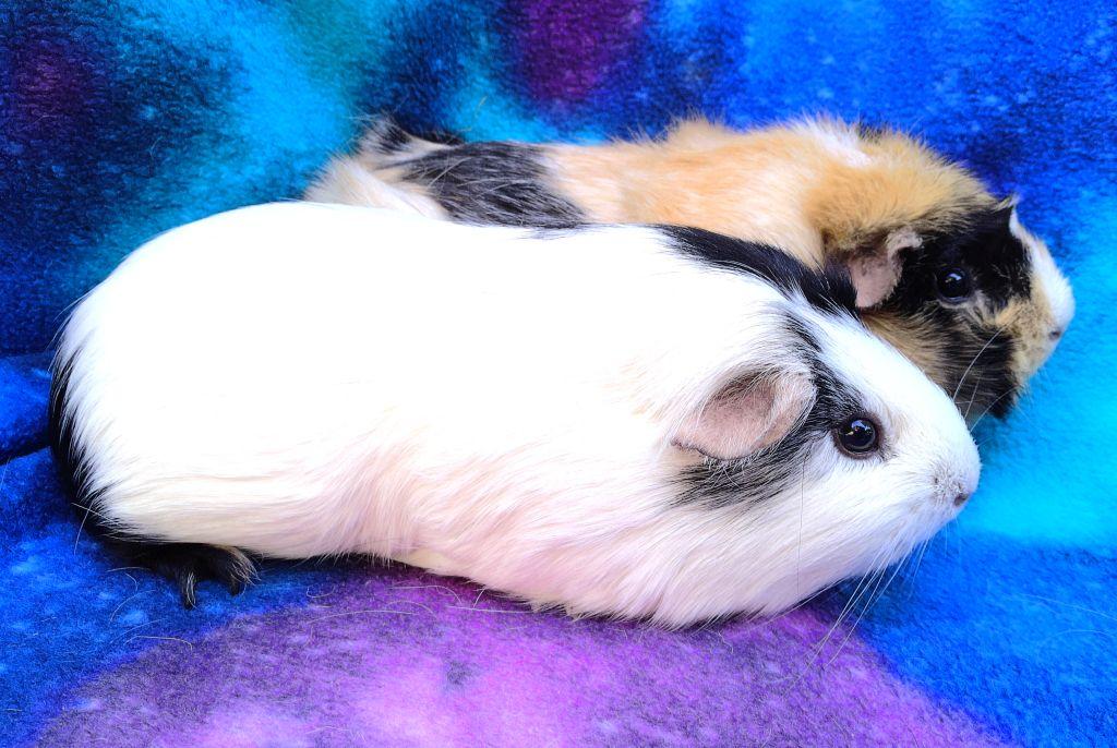 Enlarge Lorena/Miley, an adopted mixed breed in Goleta, CA image 2/2