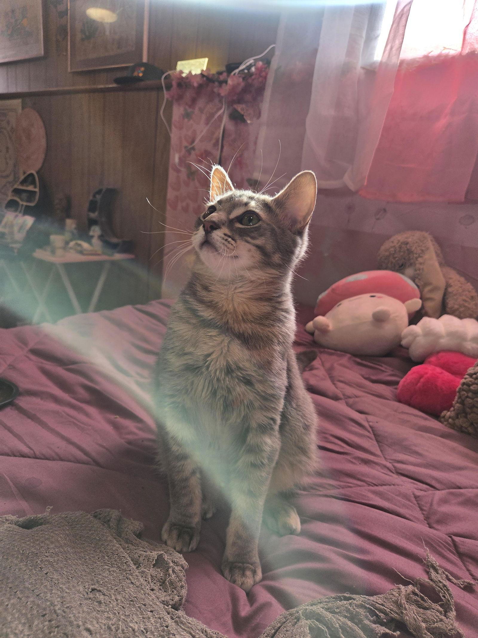 Enlarge William, a Adoptable Domestic Short Hair in Somerville, MA image 1/3