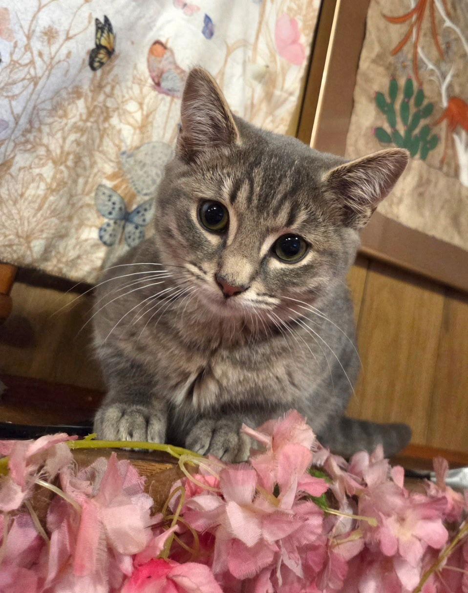 Enlarge William, a Adoptable Domestic Short Hair in Somerville, MA image 2/3