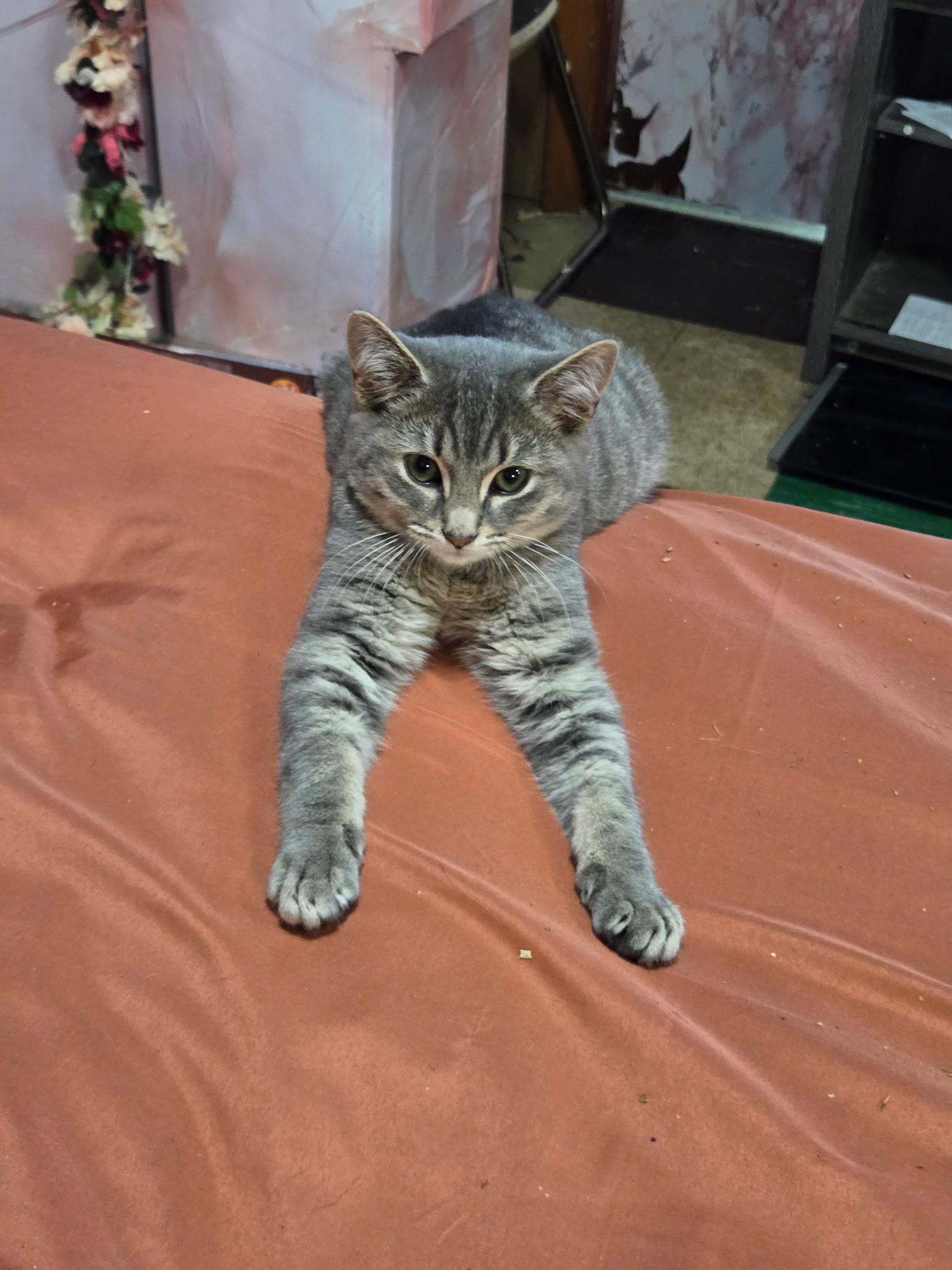 Enlarge William, a Adoptable Domestic Short Hair in Somerville, MA image 3/3