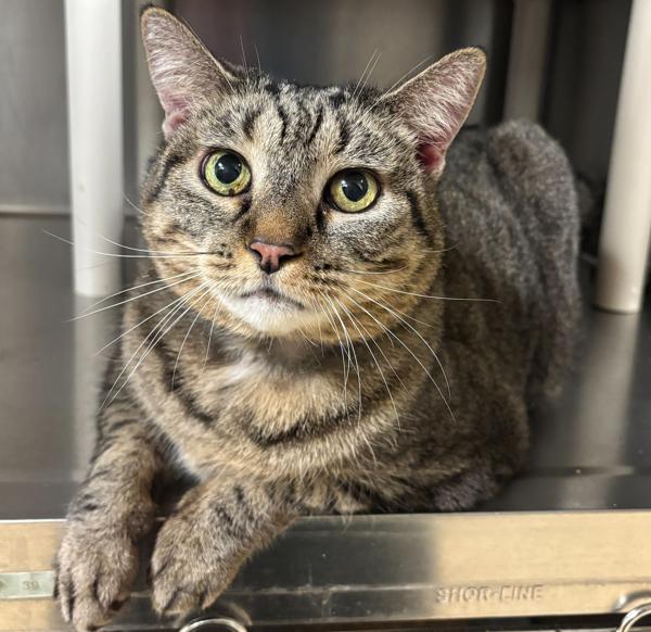 Lilly — thumbnail 2