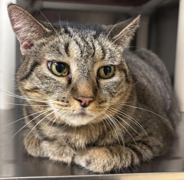 Lilly — thumbnail 4