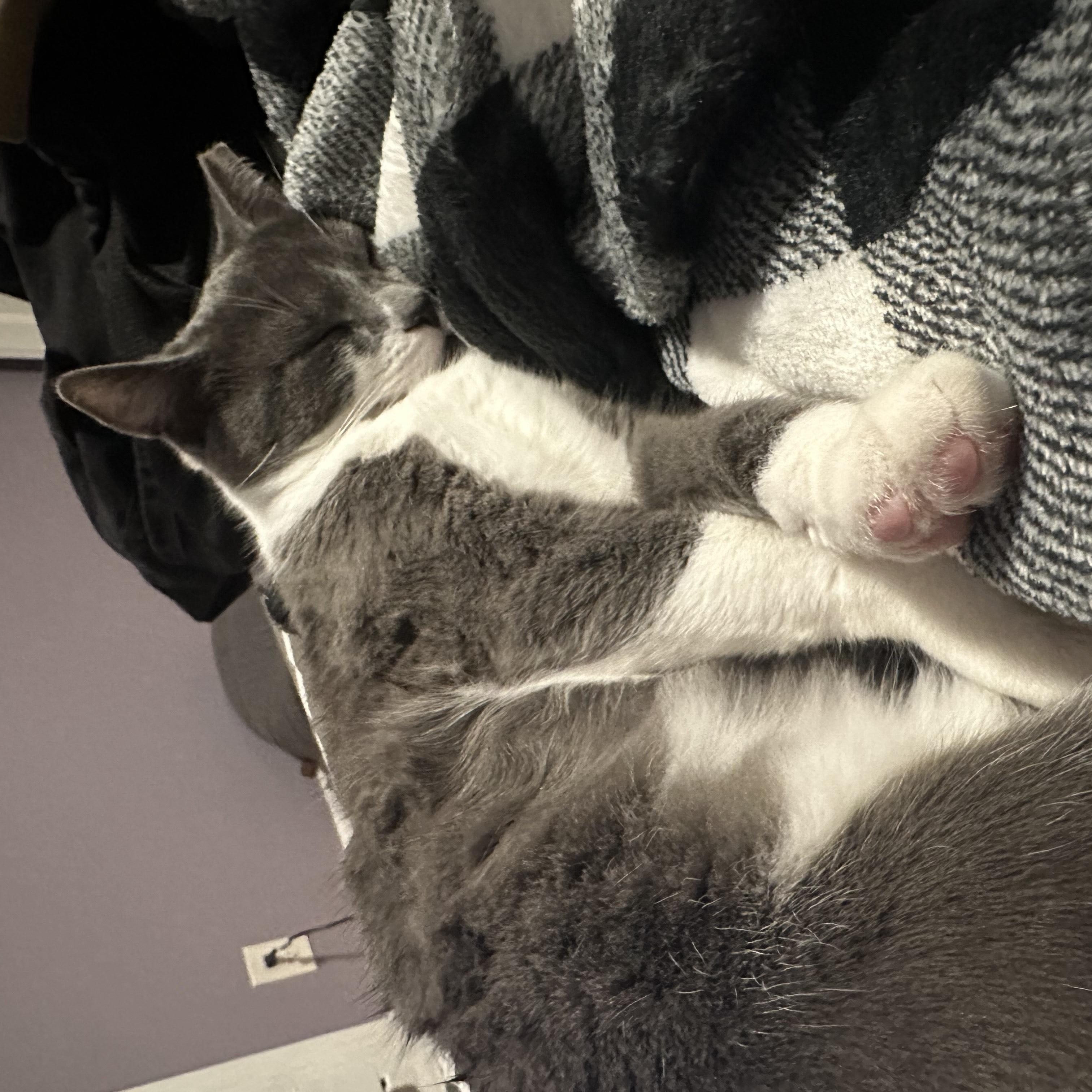 Miso and Mochi , ADOPTABLE, Young Male American Shorthair.