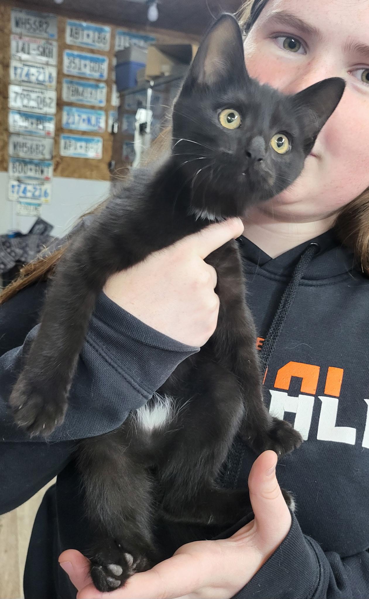 Harry, Adoptable, Kitten Male Domestic Short Hair.