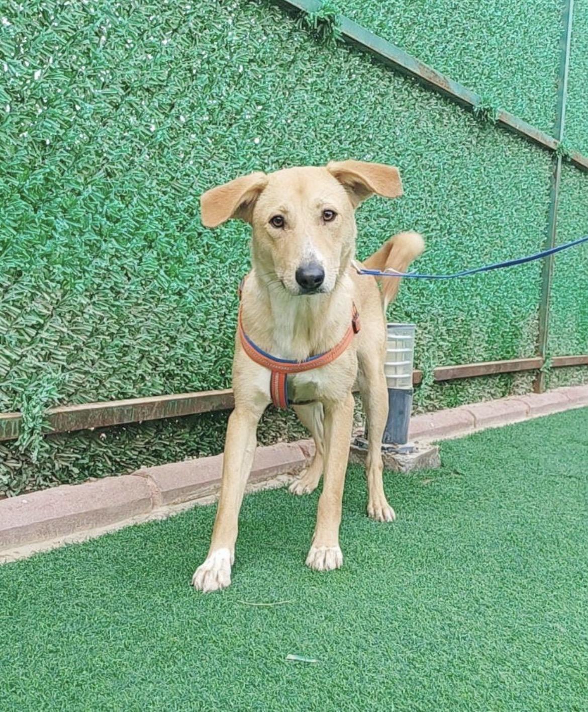 Enlarge Bambi, a ADOPTABLE mixed breed in Huntingtown, MD image 1/1