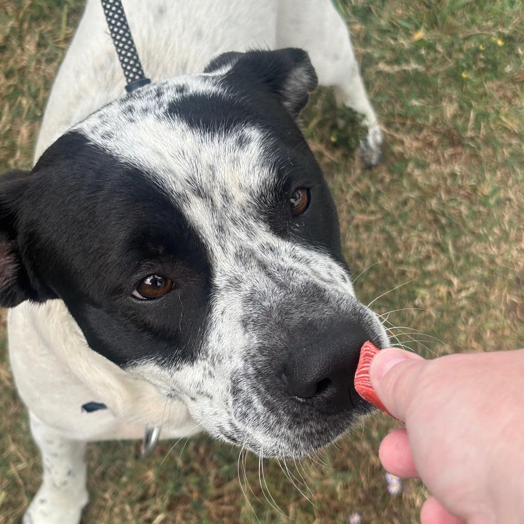 Otto, a Adoptable mixed breed in League City, TX image 1/5